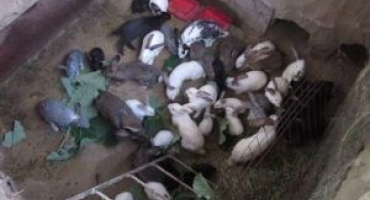 Jak chovat králíky v jámě: technologie a vlastnosti